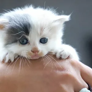 Purina ti Regala un Buono Sconto per il Cibo del Tuo Gattino